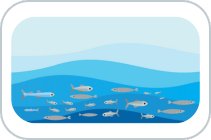 Whole fish